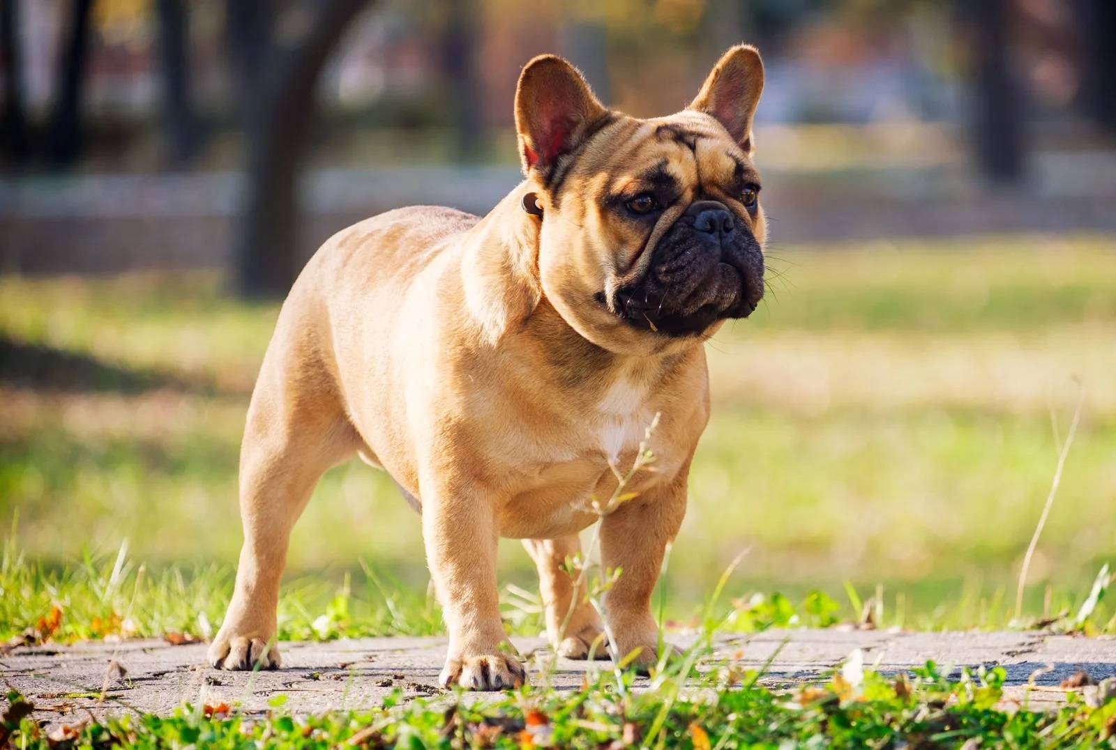 French Bulldog