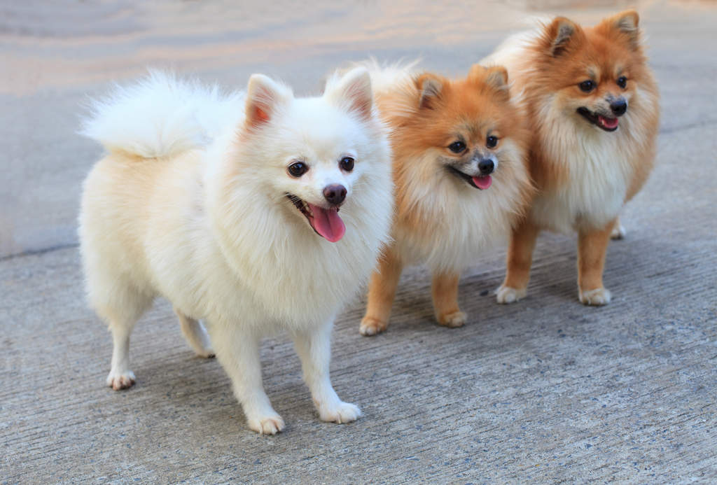 Pomeranians