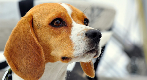 Beagle Dog