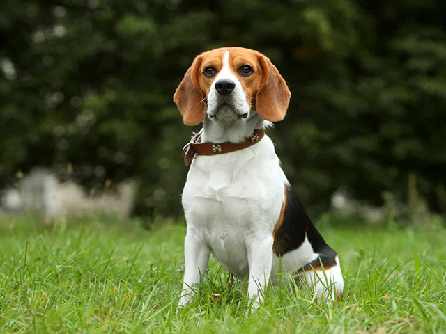 Beagle