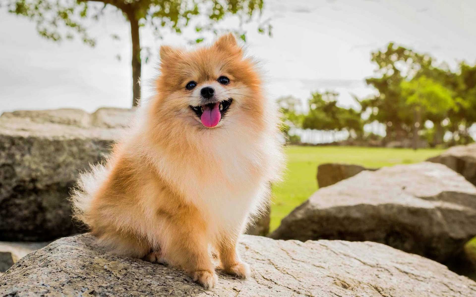 pomeranian mini dog