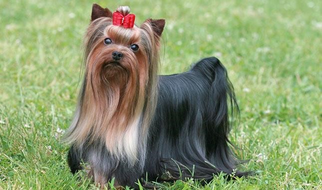 yorkshire-terrier